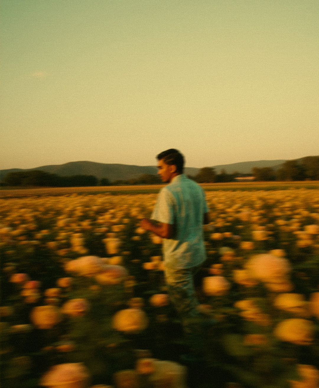 Rosas Amarelas - Visão Borrada, Ensaio Fotografico — Rosas Amarelas Visão Borrada Vol 1, Marco Vincit