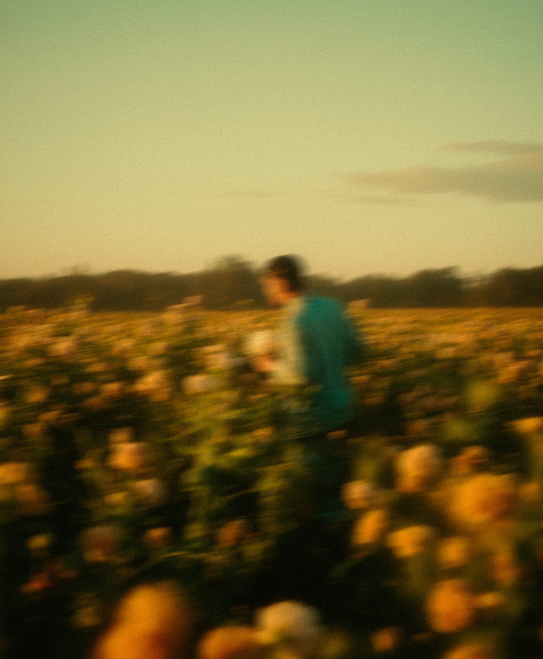 Rosas Amarelas - Visão Borrada, Ensaio Fotografico — Rosas Amarelas Visão Borrada Vol 1, Marco Vincit