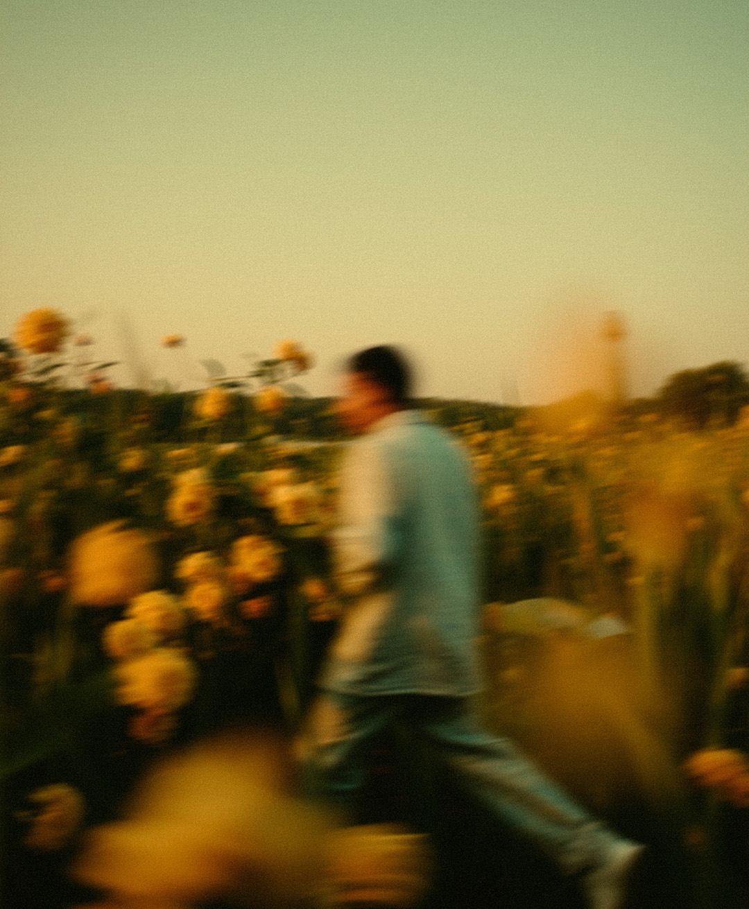 Rosas Amarelas - Visão Borrada, Ensaio Fotografico — Rosas Amarelas Visão Borrada Vol 1, Marco Vincit
