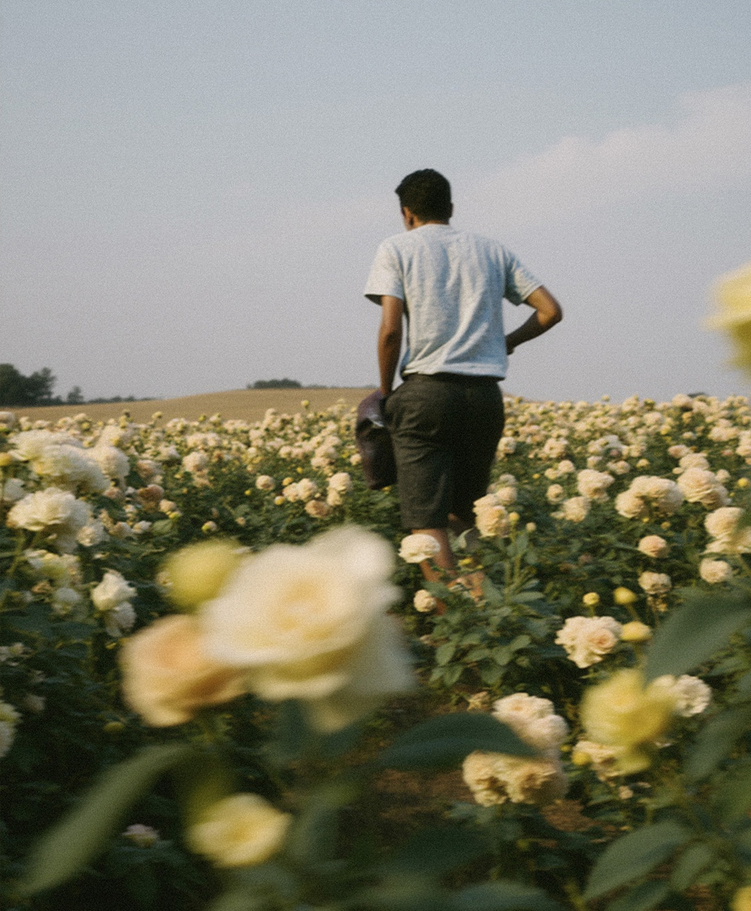 Rosas Amarelas - Visão Borrada, Ensaio Fotografico — Rosas Amarelas Visão Borrada Vol 2, Marco Vincit