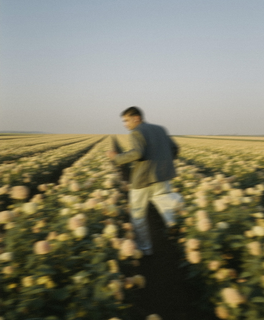 Rosas Amarelas - Visão Borrada, Ensaio Fotografico — Rosas Amarelas Visão Borrada Vol 2, Marco Vincit