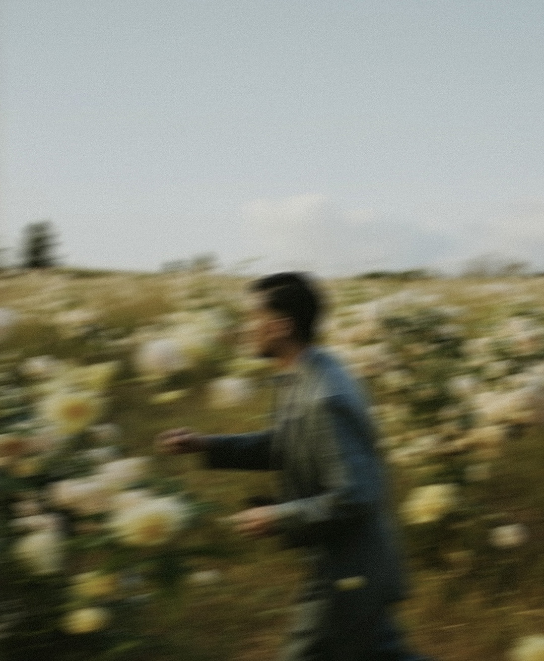 Rosas Amarelas - Visão Borrada, Ensaio Fotografico — Rosas Amarelas Visão Borrada Vol 2, Marco Vincit