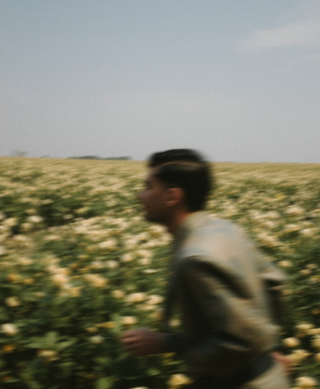 Rosas Amarelas - Visão Borrada, Ensaio Fotografico — Rosas Amarelas Visão Borrada Vol 2, Marco Vincit