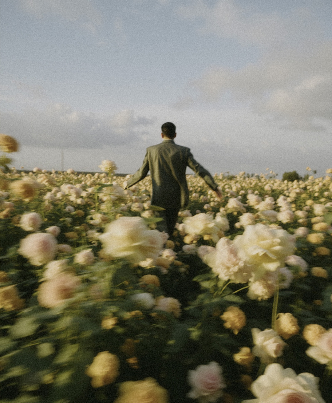 Rosas Amarelas - Visão Borrada, Ensaio Fotografico — Rosas Amarelas Visão Borrada Vol 2, Marco Vincit