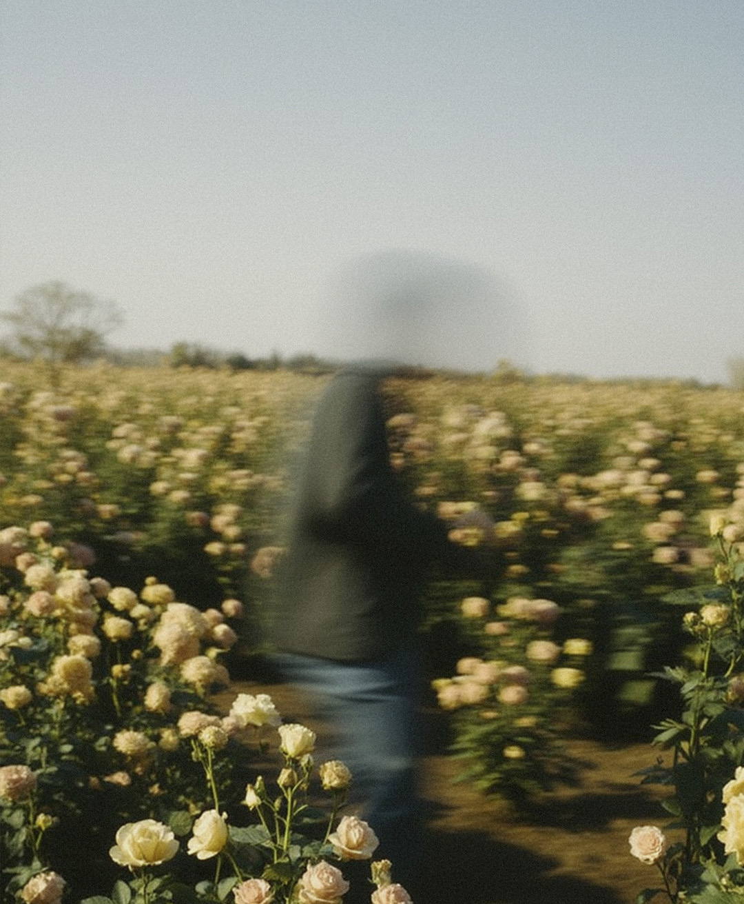 Rosas Amarelas - Visão Borrada, Ensaio Fotografico — Rosas Amarelas Visão Borrada Vol 2, Marco Vincit