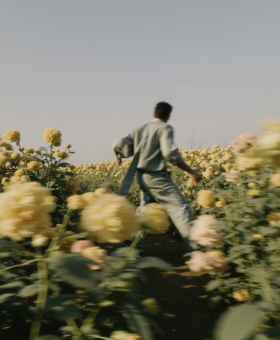 Rosas Amarelas - Visão Borrada, Ensaio Fotografico — Rosas Amarelas Visão Borrada Vol 2, Marco Vincit