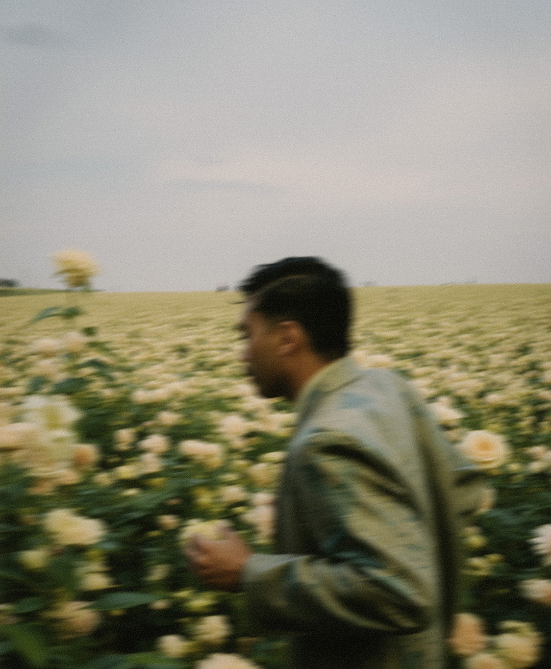 Rosas Amarelas - Visão Borrada, Ensaio Fotografico — Rosas Amarelas Visão Borrada Vol 2, Marco Vincit