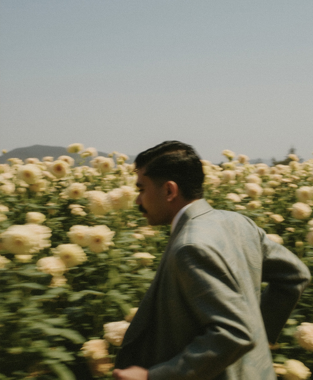 Rosas Amarelas - Visão Borrada, Ensaio Fotografico — Rosas Amarelas Visão Borrada Vol 2, Marco Vincit