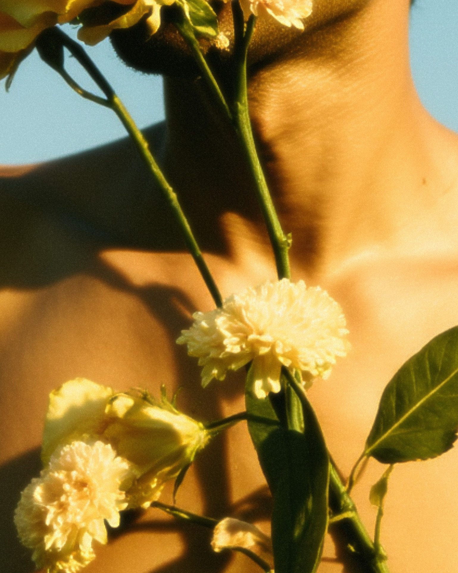 Marco Vincit posa ao ar livre, com flores amarelas cobrindo parte de seu rosto e corpo. A luz suave e o céu azul criam uma composição natural e poética. — Rosas Amarelas, Marco Vincit