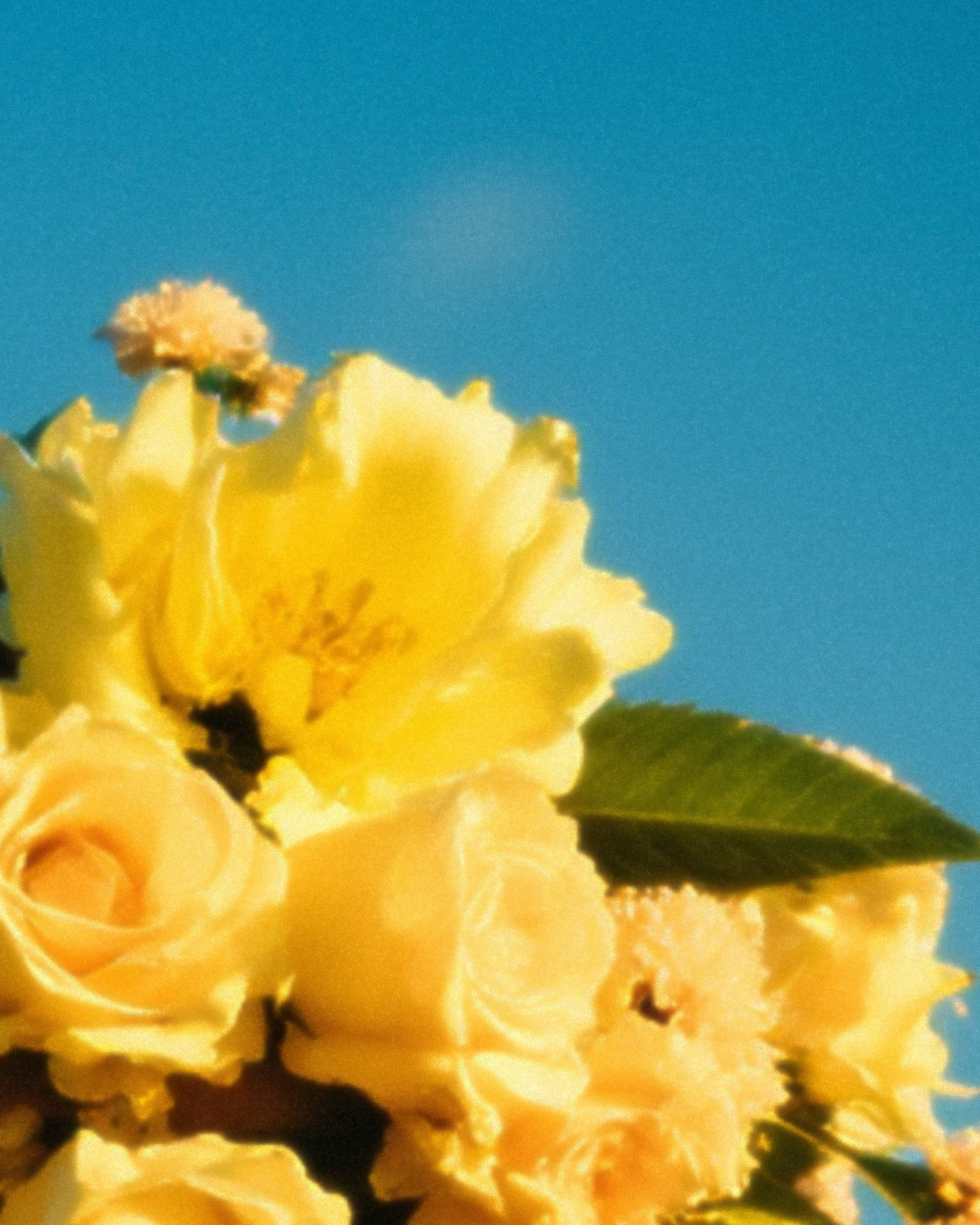 Rosas cobrindo os olhos. — Rosas Amarelas, Marco Vincit